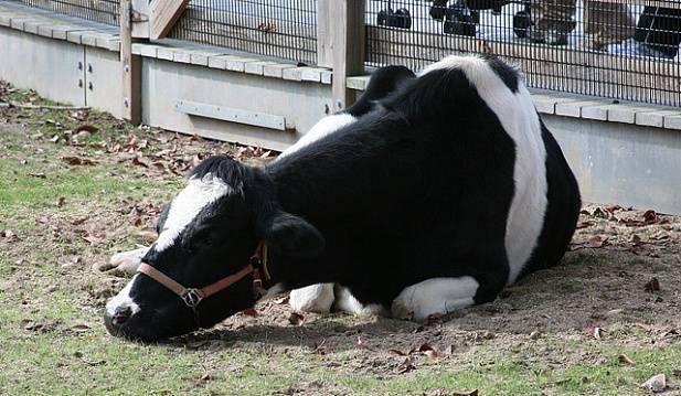 Болезнь легких у телят и коров