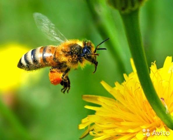 Причины поноса у пчел весной и правильное лечение