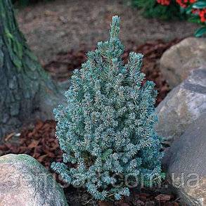 Picea glauca sanders blue посадка и уход. ель канадская сандерс блю (picea glauca sanders blue)
