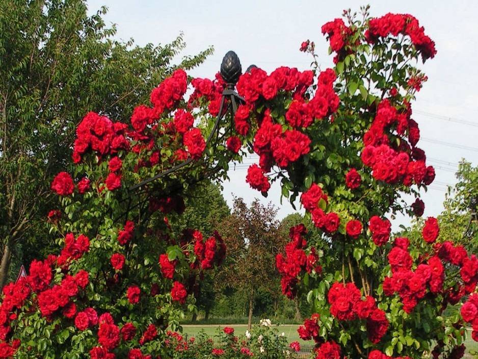 Роза чг версилия — блики заката на персиковых лепестках
