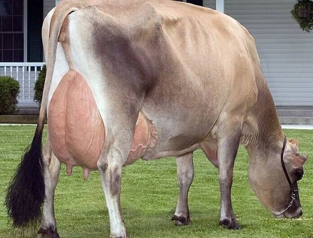 Порода коров «джерсейская»: ценность породы, особенности и содержание
