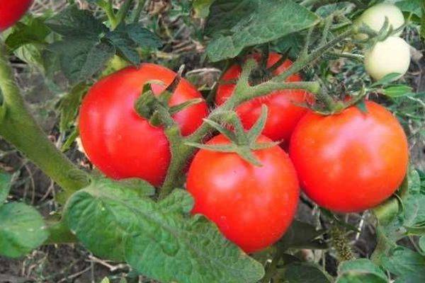 Фото, отзывы, описание, характеристика и урожайность сорта помидора «снежная сказка»