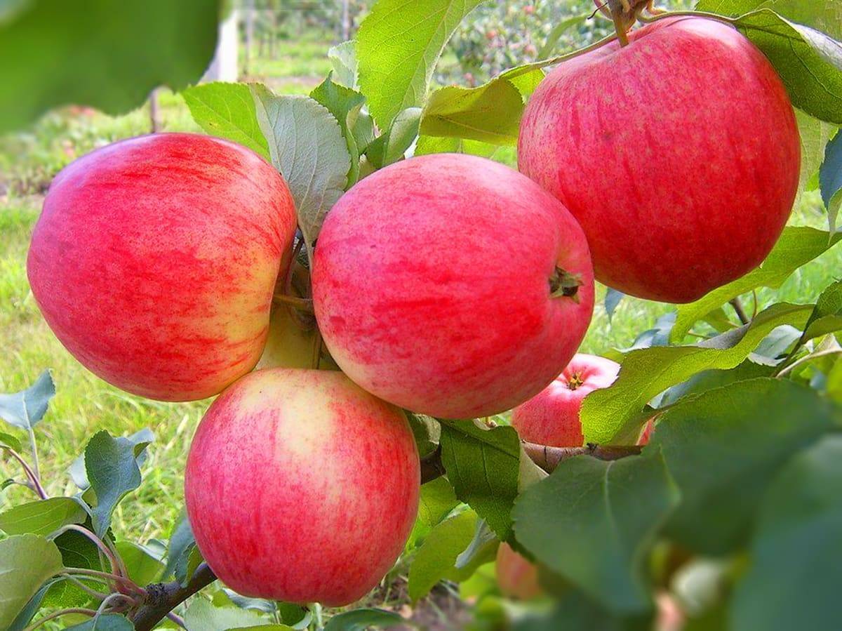 Описание старинного сорта яблони малиновка