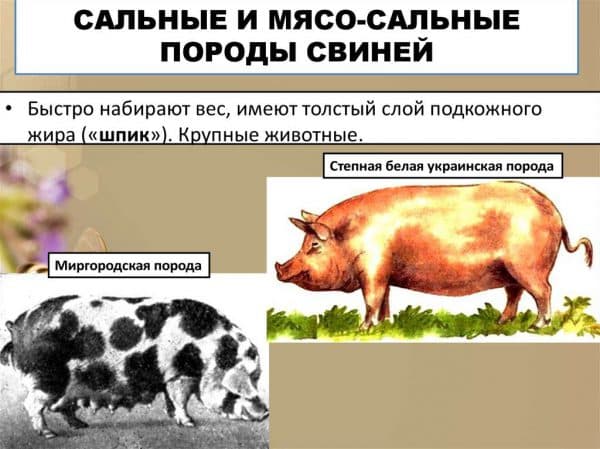 Беконные породы свиней