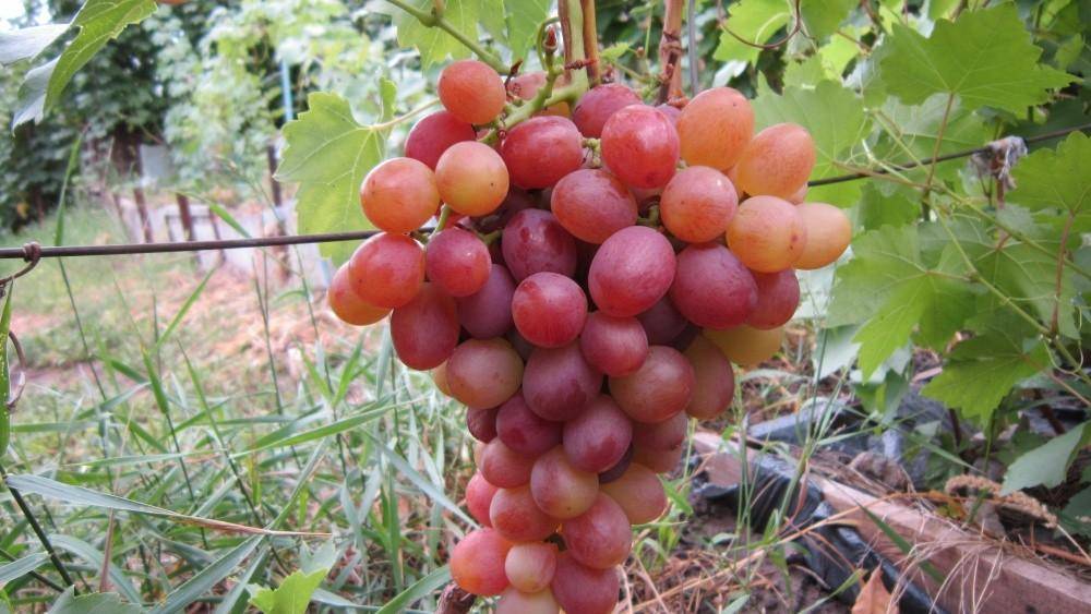 Описание и особенности сорта винограда преображение