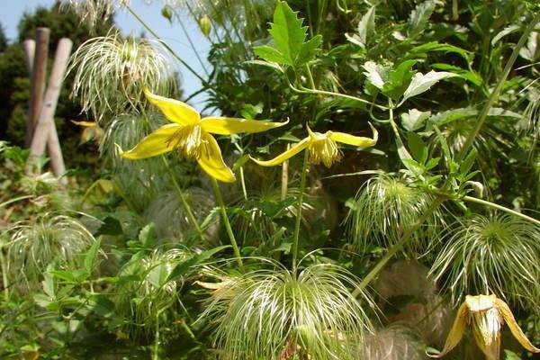 Клематис ботанический Билл Маккензи: фото, описание, отзывы