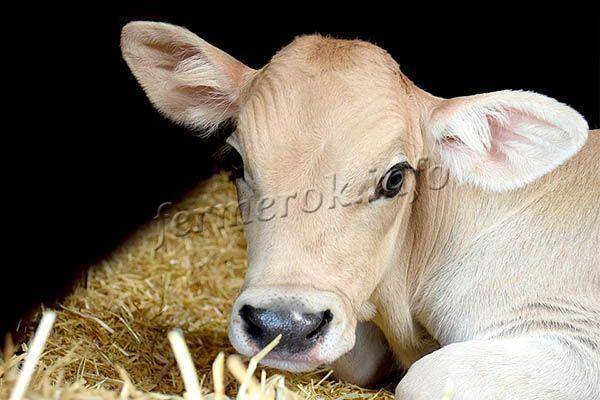 Особенности профилактики блютанга коров