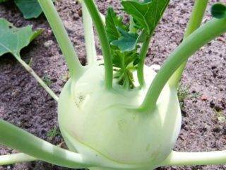 Можно ли есть цветную капусту при грудном вскармливании? рецепты приготовления овоща