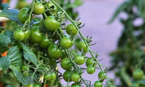 Уникальный, ранний и высокоурожайный сорт томатов 