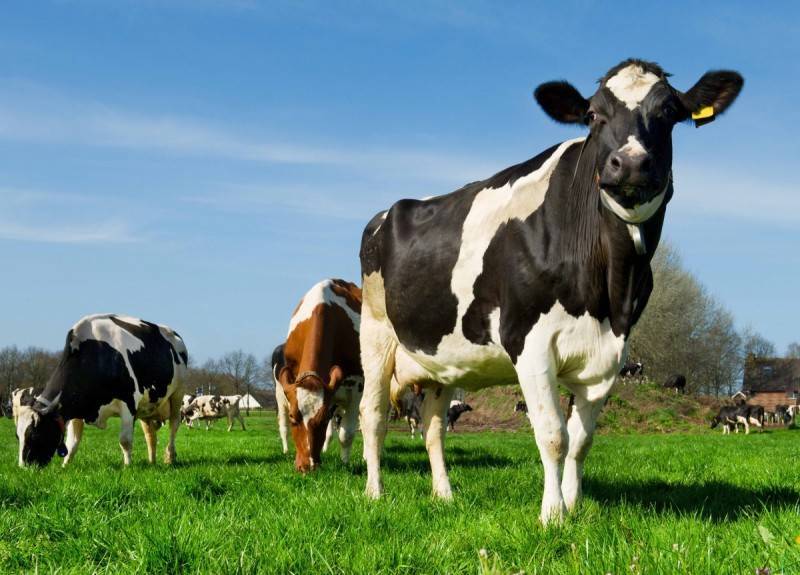 Актиномикоз у коров: причины появления заболевания, основные методы лечения, правила профилактики