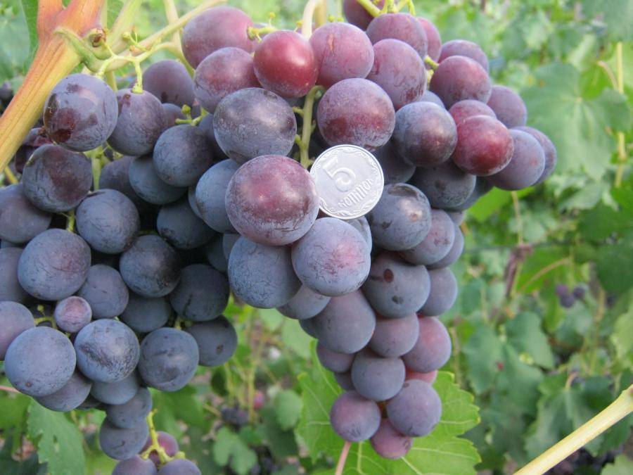 Рошфор — виноград