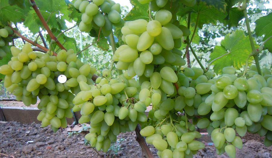 Виноград сорт белое чудо: описание, преимущества и недостатки