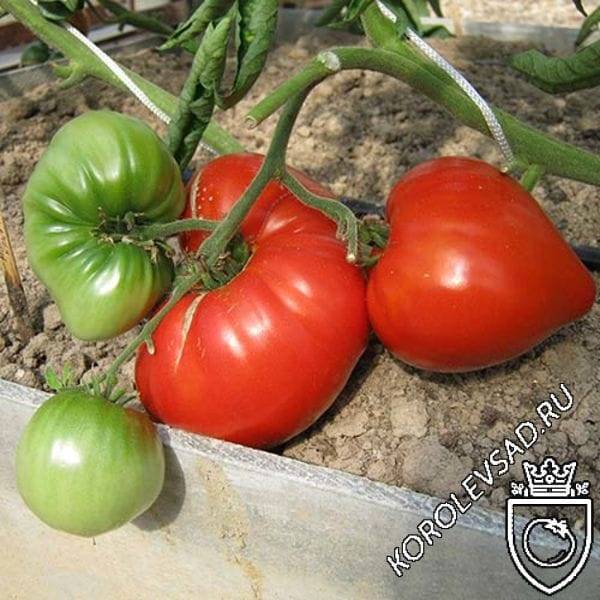 Чем знаменит томат сорта вова путин. особенности агротехники, отзывы фермеров