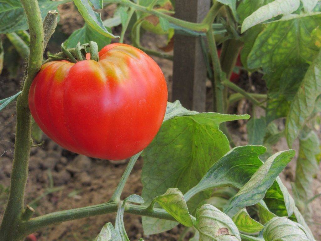 Томат "царь петр": характеристика и описание сорта помидор, особенности выращивания, фото спелых плодов и маленькие хитрости по уходу за кустами