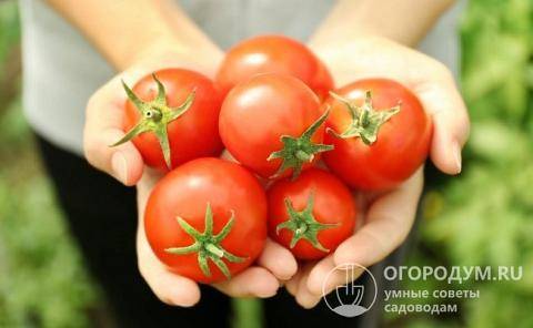 Преимущества и недостатки помидоров «роза ветров», особенности выращивания вкусных томатов