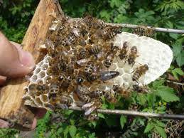 Порода пчел карника: их характеристика и особенности