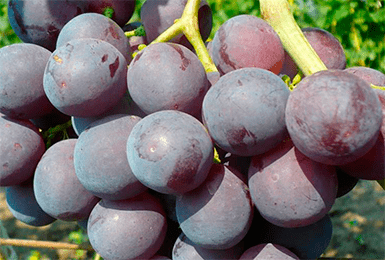Виноград «рошфор»: описание сорта, фото и отзывы