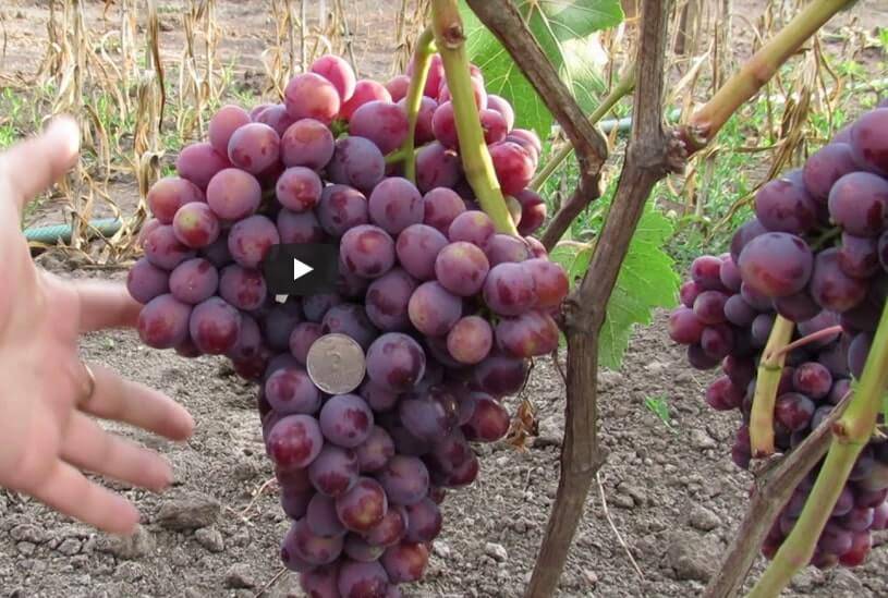 Гибридная форма столового винограда заря несветая — посадка и уход