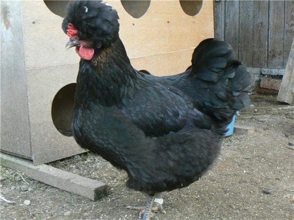 Что представляет собой русская хохлатая порода кур