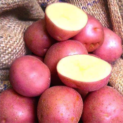 Сорт картофеля ирбитский: описание и характеристика, отзывы