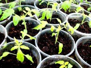 Выращивание рассады томатов без пикировки