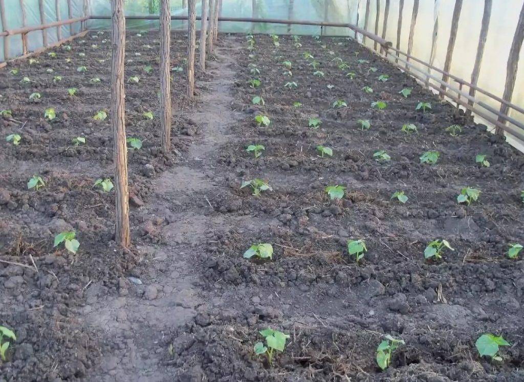 Выращивание огурцов в парнике: как правильно выращивать? лучшие сорта!