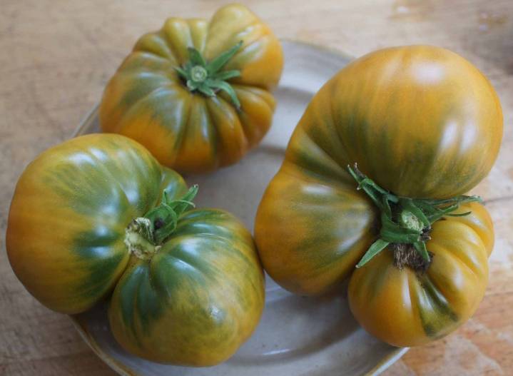 Описание и выращивание томата «гном» для открытого грунта
