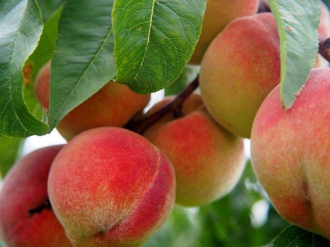 Инжирный персик: полезные свойства, описание сортов, выращивание, посадка и уход