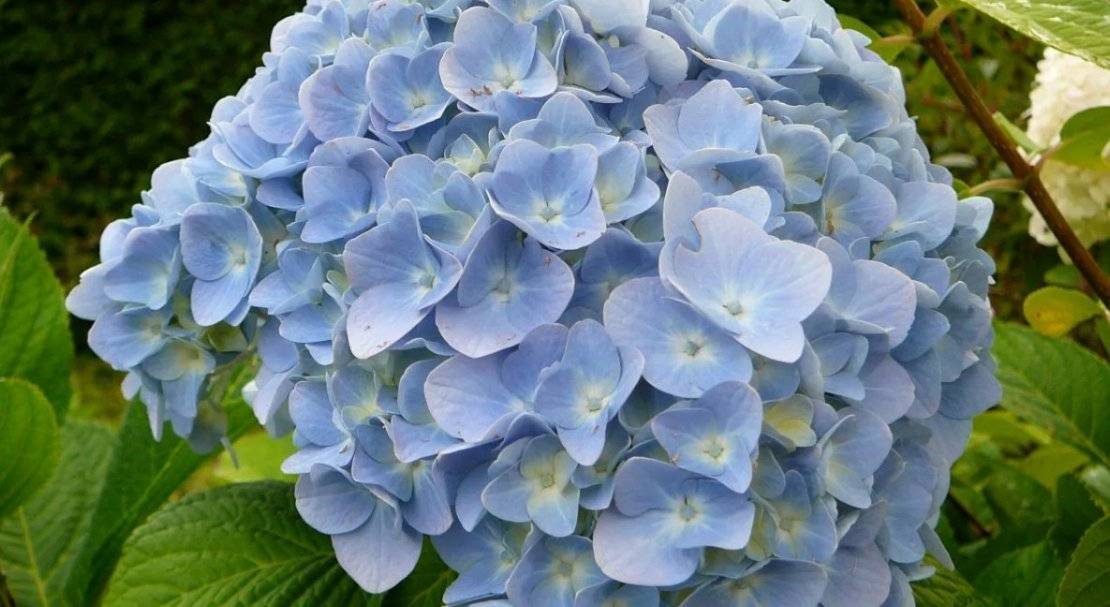 О крупнолистной гортензии никко блю (nikko blue) — особенности сорта и выращивание