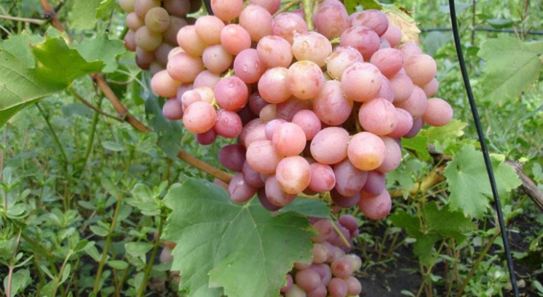 Описание винограда сорта рута с отзывами садоводов любителей