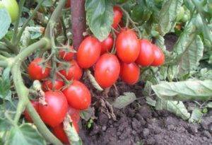 Томаты «рома»: описание сорта и рекомендации по выращиванию