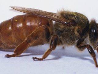 Интересные факты о пчёлах и их жизни должны знать все! экопарк  z