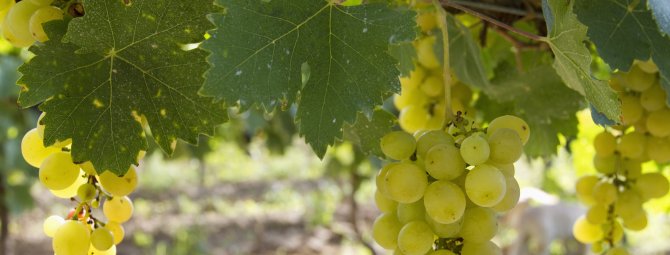 Сорт винограда "плевен": описание и характеристика, отзывы