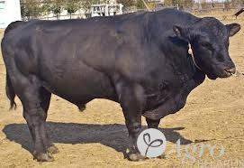 Абердин-ангусская порода коров – характеристика, содержание, кормление