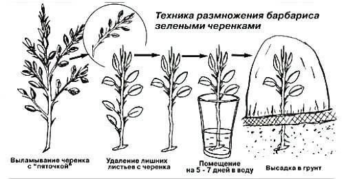 Барбарис – размножение семенами, отводками и черенкованием