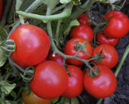 Раннеспелый гибрид снискавший огромный успех — томат орфей f1: описание сорта и его характеристики