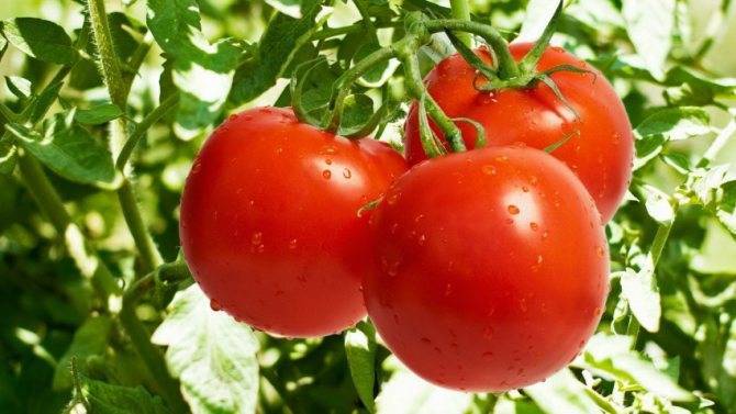 Схема посадки высокорослых томатов в теплицы: как вырастить помидоры в таких условиях, а также существующие сорта и виды розового и красного овоща