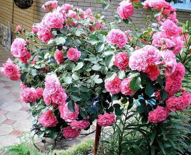 Кустовые розы: как вырастить, посадка и уход, фото, размножение и обрезка