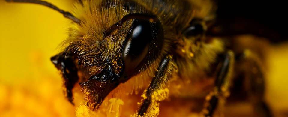 Строение пчелы — пример сложного организма
