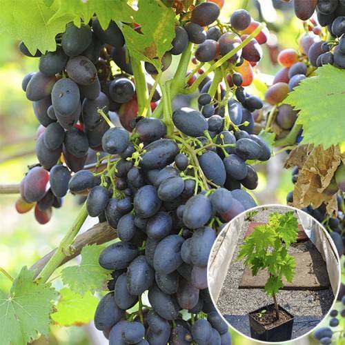 Надежда азос – синий столовый виноград