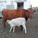Характеристики швицкой породы коров