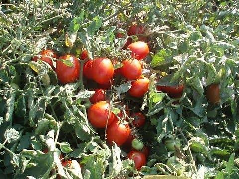 Самые сладкие и мясистые сорта помидоров для открытого и закрытого грунта
