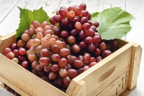 Описание винограда сорта софия, правила посадки и ухода