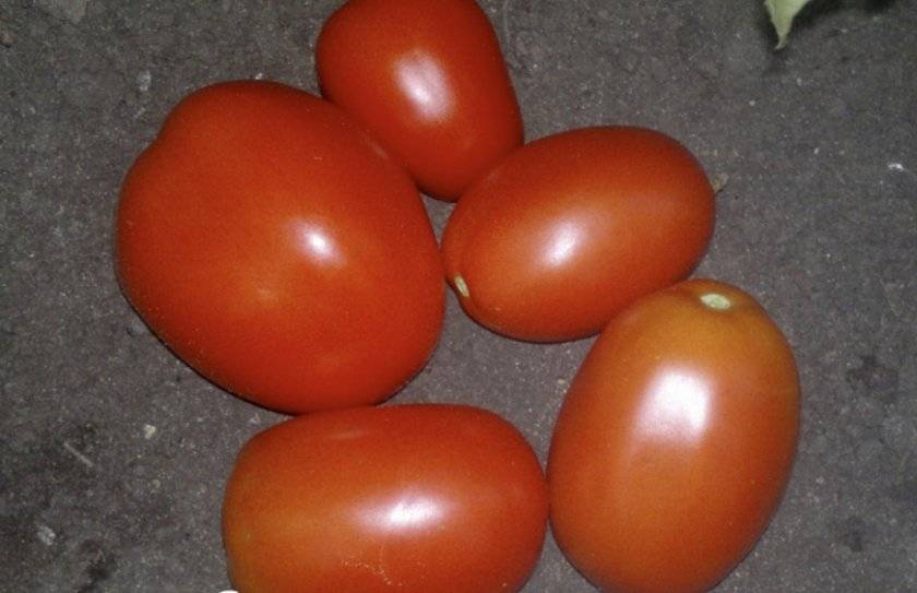 Необычный сорт, не требующий большого ухода — томат желтый полосатый кабан: полное описание