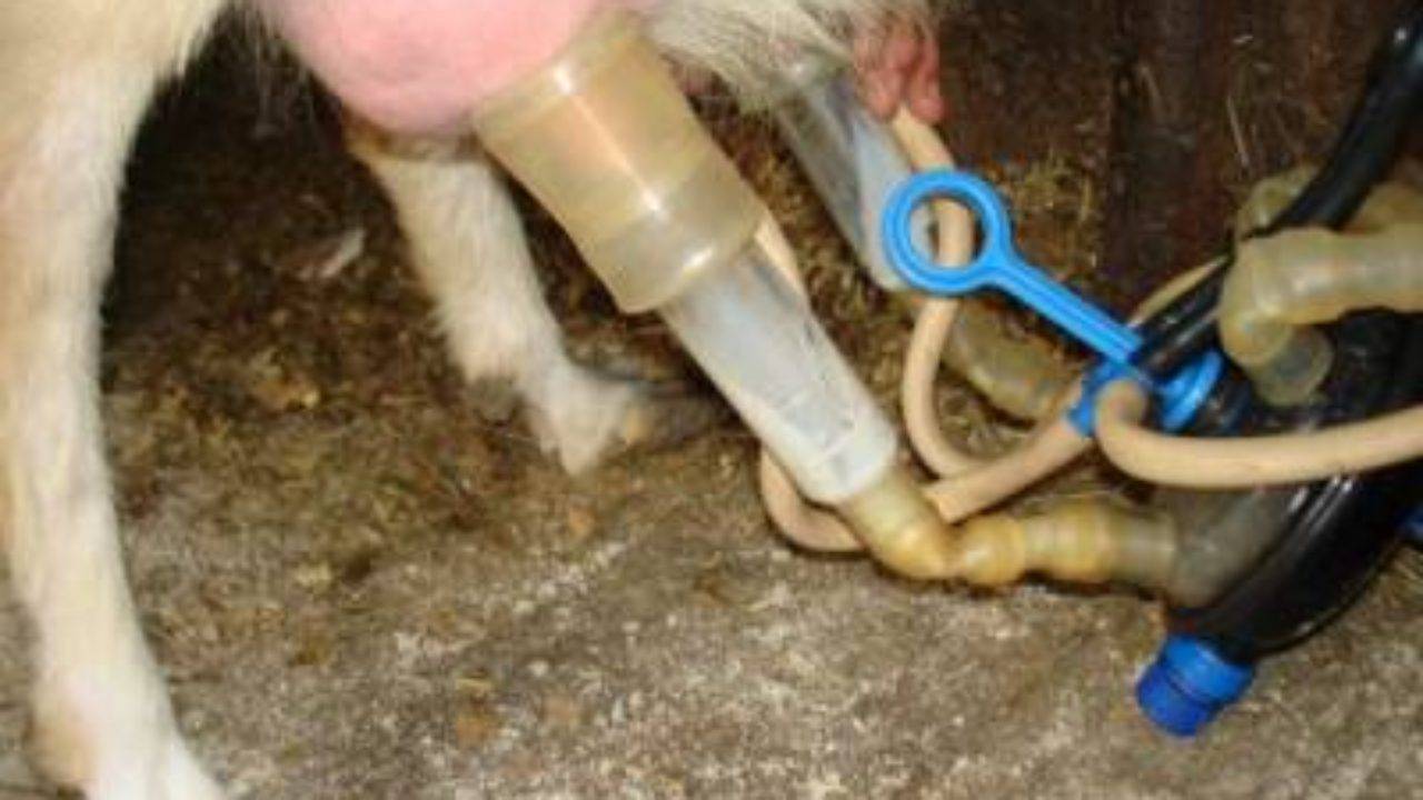 Как научиться правильно доить корову руками – советы опытных доярок
