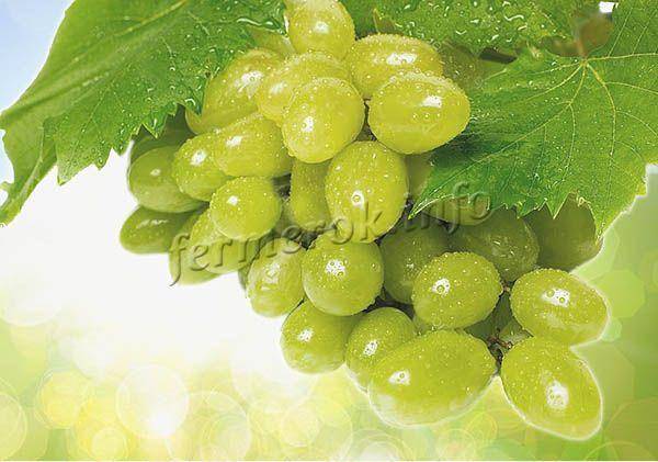 Виноградная лоза (vitis) фрумоаса албэ