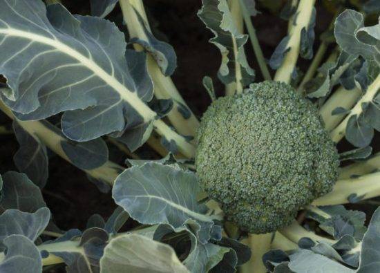 Капуста брокколи: фото, выращивание и уход в открытом грунте, обзор лучших сортов семян, а также рекомендации, где и когда их сажать