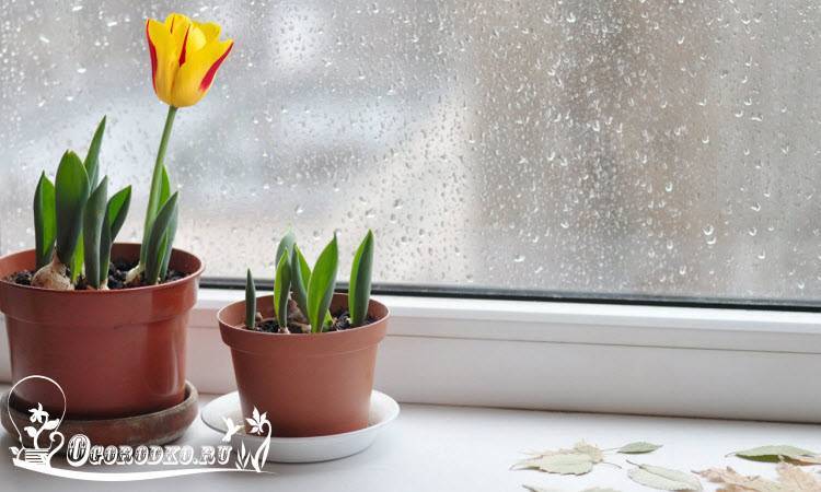 Как правильно сажать тюльпаны в домашних условиях