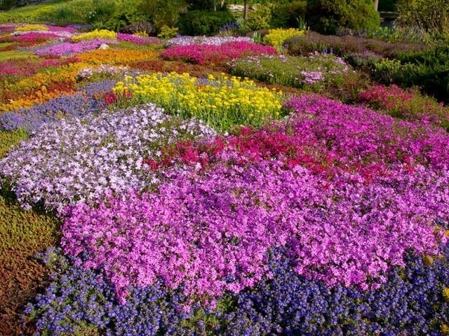Многолетние вьющиеся цветы для сада (41 фото): названия плетущихся лиан для дачи. морозостойкие и быстрорастущие ползучие виды цветов