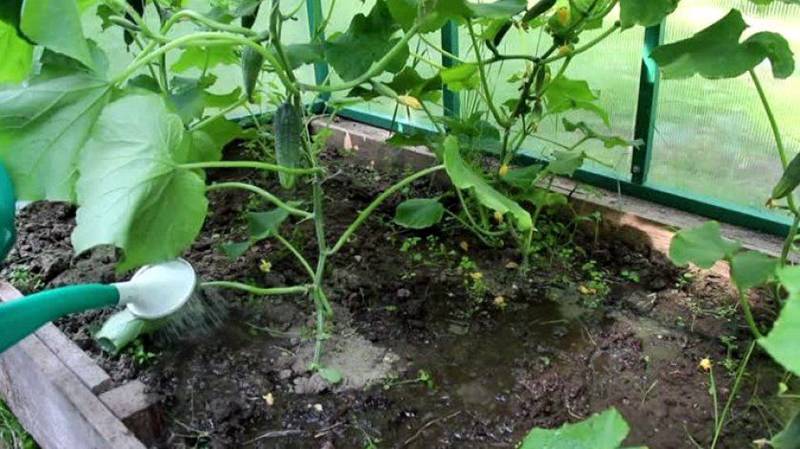 Нитроаммофоска: состав удобрения и его применение в саду и огороде